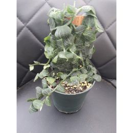 Rhaphidophora Hayi House Plant