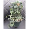 Rhaphidophora Hayi House Plant