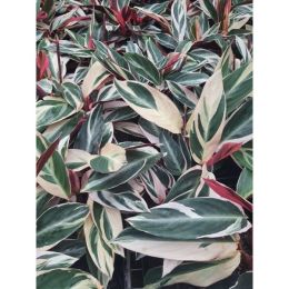 Stromanthe Triostar, Tricolor, Prayer Plant, Pink Calathea Live Plant